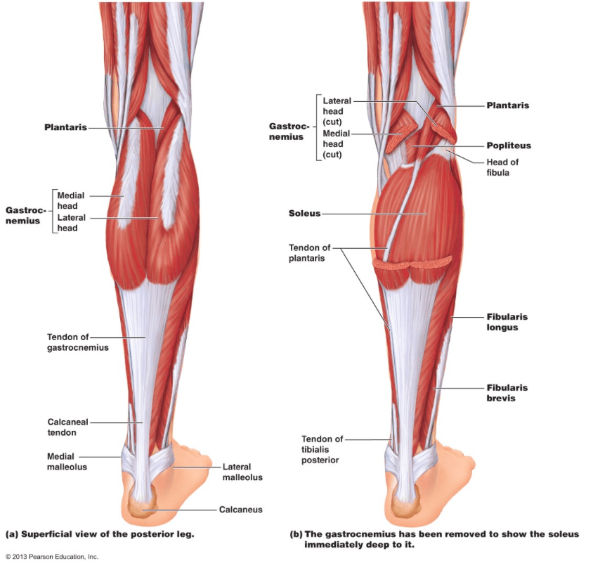 Calf muscle development: Why coaches and athletes must stop ignoring the  calf region