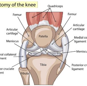 The Knee Joint: 5 Vital Components for Optimal Functionality and Health